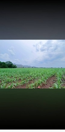 ขายด่วน ขายถูก ที่ดินอำเภอหนองม่วง จังหวัดลพบุรี เนื้อที่ 14 ไร่